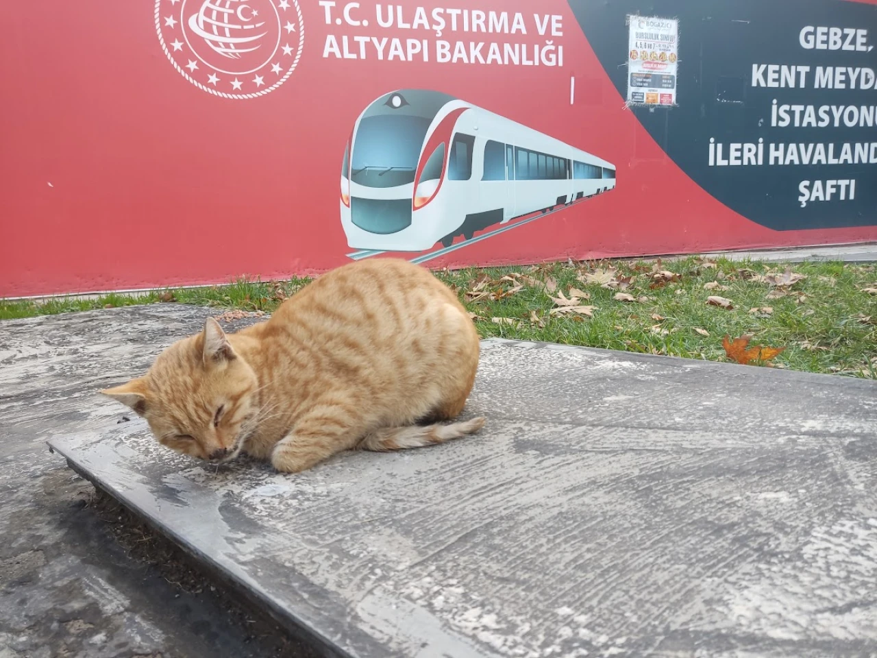 Gebze'de sokak hayvanları hasta: Duyarlı vatandaşlar harekete geçti!