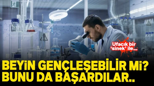 Yaşlanan beyin gençleştirilebilir mi? Bilim insanlarından 'Meyve Sineğiyle' çığır açan keşif!